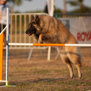 Stage Agility initiation et débutant